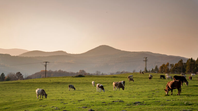 A group of grazing cows on a farmland. Cows on green field eating fresh grass. Agriculture concept. Global warming caused by greenhouse gases produced by cows.