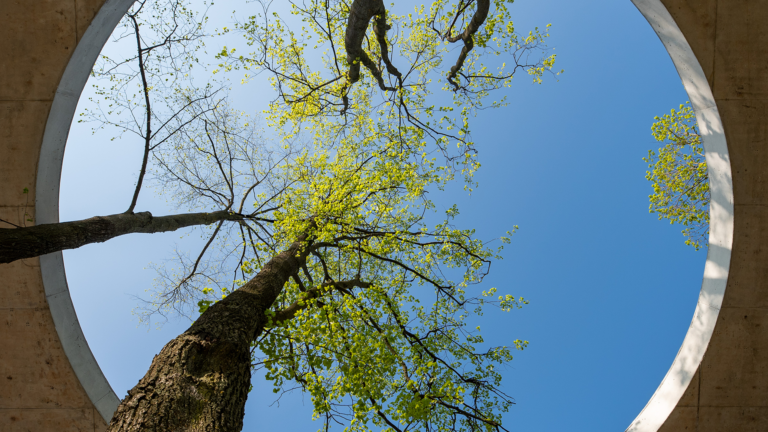Tree's growing up into a round circle skylight in an outside concrete pavilion
